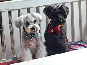 愛犬をキレイに撮るには　ケニア・ドイさん、プロの写真テク伝授