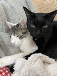 トイレは自力で行けており、粗相は見られていない