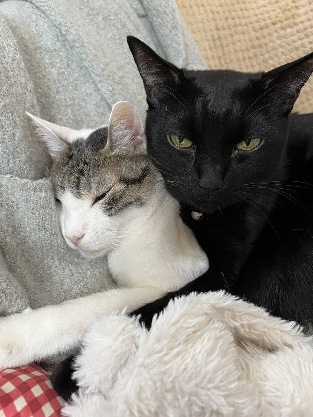 トイレは自力で行けており、粗相は見られていない