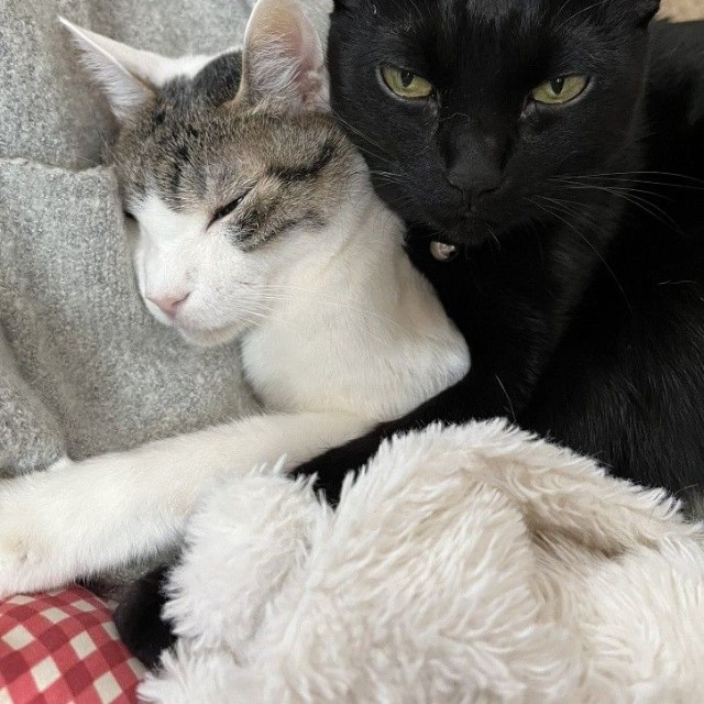 トイレは自力で行けており、粗相は見られていない