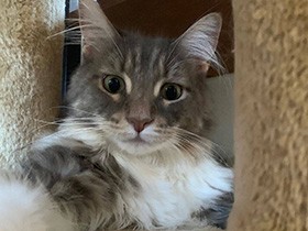 ベビーフェイスなメインクーン「ルイ」 マイペースにまったり