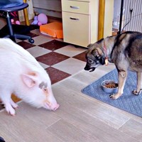 「豚圧vsムキ顔」 ご飯をめぐる静かな戦い（左から）うめくん、こてつくん（画像提供：中標津のブタうめと犬こてつさん）