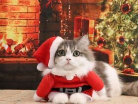 キレイな女性が大好き　初対面でも抱きついて離れなくなるセルカークレックス「そら」