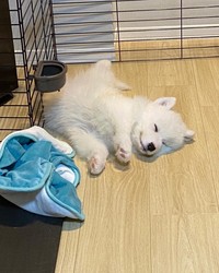 赤ちゃんの頃のこはくちゃん（提供：サモエド　こはくさん）