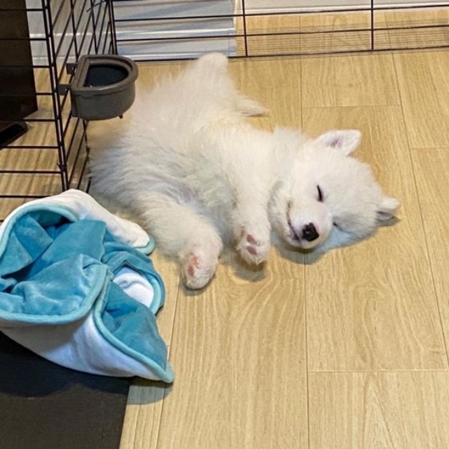 赤ちゃんの頃のこはくちゃん（提供：サモエド　こはくさん）