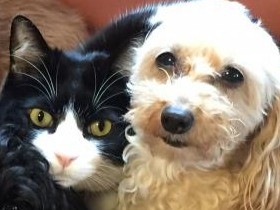 「こねこ塾」で伝えたいこと⑦　犬と猫一緒だと絆が生まれる！