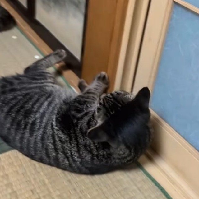 漫画のような倒れ方を披露してくれたふうくん（「koko」さん提供、Instagramよりキャプチャ撮影）