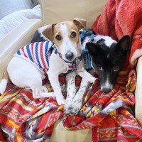 一緒に仲良くくつろぐ（左から）先住犬の福太くんとさぬきちゃん（画像提供：バーバラ村田さん）