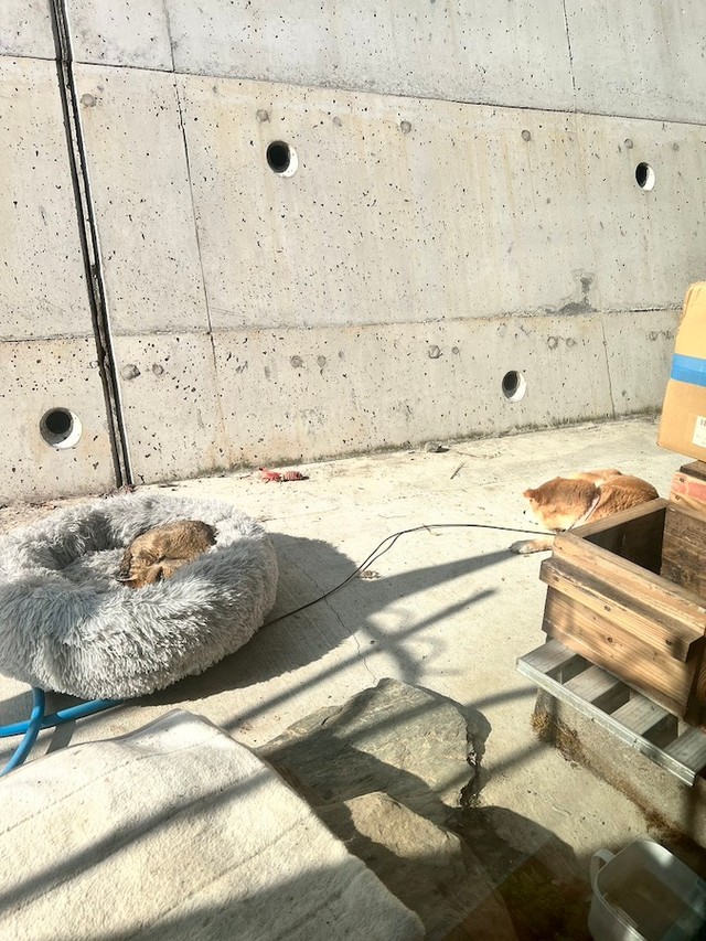 この日は珍しく、お気に入りのベッドを地域猫ちゃんに譲ったひまわりちゃん（画像提供：柴桜 三朗太さん）