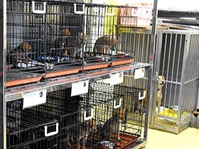 譲渡が広がり、殺処分数は激減　でも「最後まで責任もって」