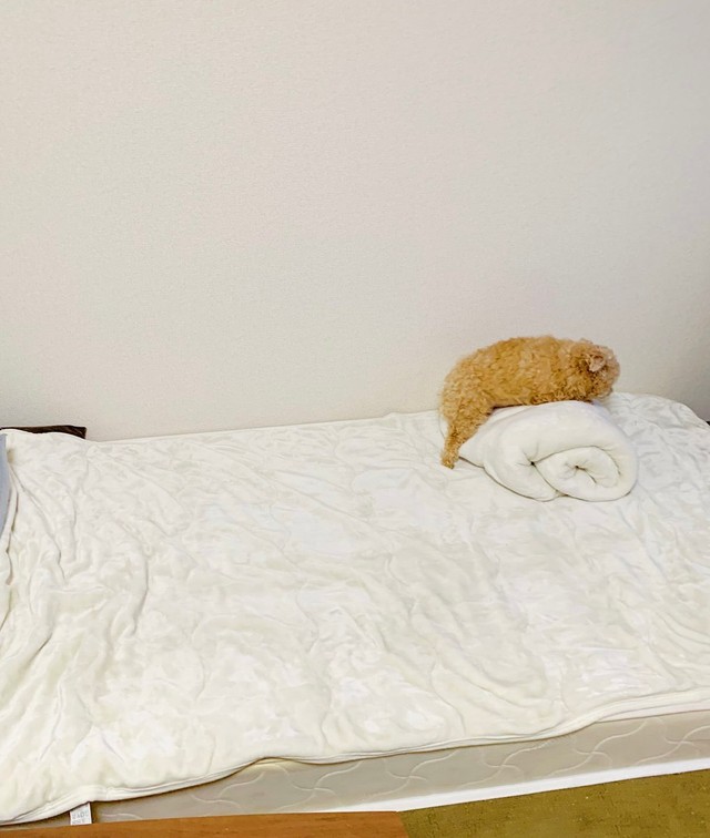 よっこらしょ！＝ポメプーふわちゃんさん（@Fuwancho319）提供