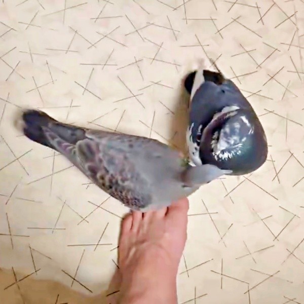 「私のパパなんだから！」 やきもちをやくリンちゃん（左）とぽぅぽぅちゃん（右）（画像提供：ぽぅぽぅのいる世界さん）