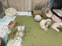 ちょっと目を離したらr・・・＝まふぃん君さん（@LopMuffin）提供
