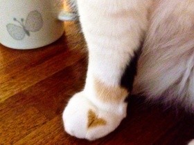 愛猫の手にあるハート模様に思うこと　いとしくてついついギュッ