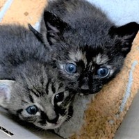 お家に迎えられた日のひでくん（左）とまゆちゃん（右）。生後4週ぐらいです。目はキトゥンブルー