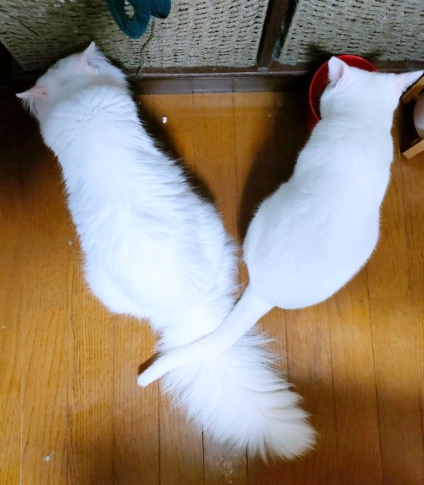 しっぽがクロス！ 現在の（左から）先住猫・つくしちゃん、るるさん（画像提供：あるくきくらげさん）