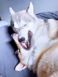 お互いに一歩も引かない兄・グレイくん（上）、妹・ラルフちゃん（下）（画像提供：グレイ ラルフさん）