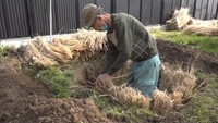 深さ70センチほどの穴に麦わらを敷き詰めていく