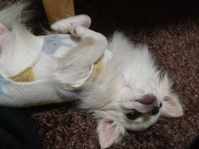 ごろん、ごろん