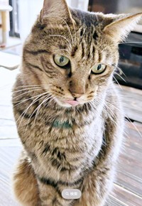 立派なイケニャンになった葉月くん（画像提供：さくらさん）