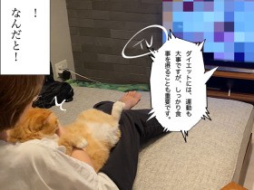 お太りさま猫ぐっぴー「運動すればガツガツ食べても痩せる！」　その成果は？