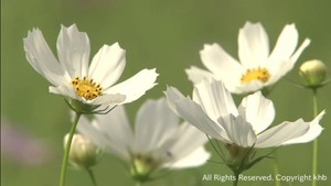 色とりどりのコスモスが見頃　宮城・大崎市松山御本丸公園