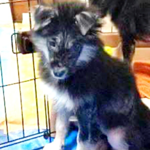 保護直後、タレ耳が愛らしいみかんちゃん（画像提供：うーさんみーさん）