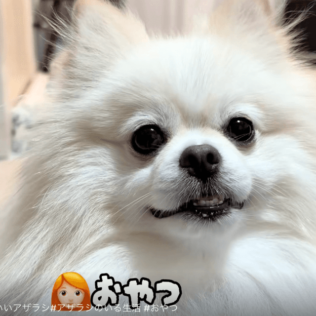 都合よく反応するこのはまる君の耳に、ママも思わず笑っちゃう（提供：@konohadakoreさん）