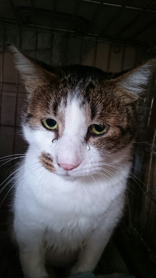 ひどい風邪を引いて、食欲が出なかったときにAさんから食べさせてもらったフードがうれしかったのか涙を流したという（元保護ボランティアAさん提供）