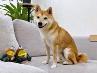 1歳の柴犬・もにちゃん。好奇心旺盛な男の子です（画像提供：しょんぼり顔のもにさん）