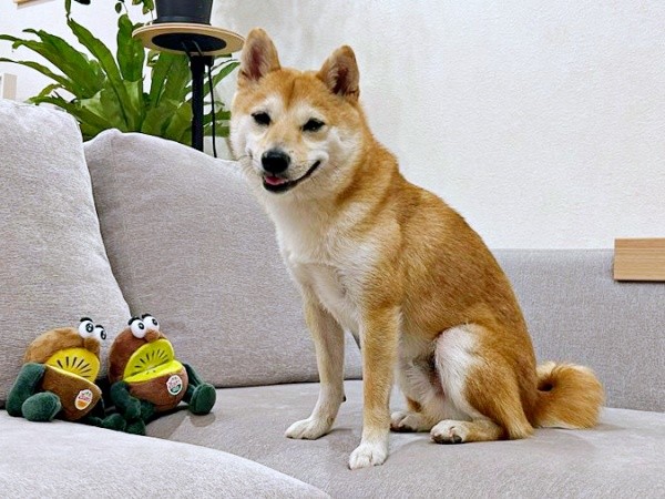 1歳の柴犬・もにちゃん。好奇心旺盛な男の子です（画像提供：しょんぼり顔のもにさん）