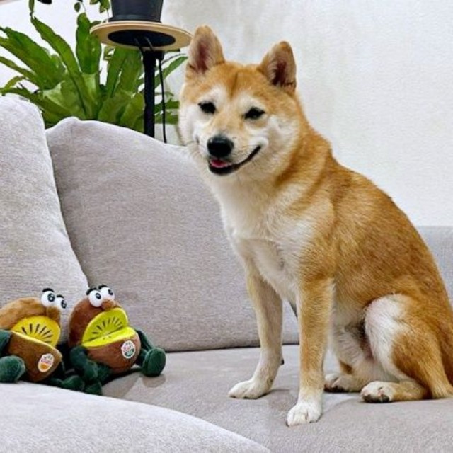 1歳の柴犬・もにちゃん。好奇心旺盛な男の子です（画像提供：しょんぼり顔のもにさん）
