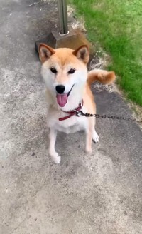 早く行こうよー！／柴犬コロとA君の平凡な日常さん（@a_kun.koro）提供