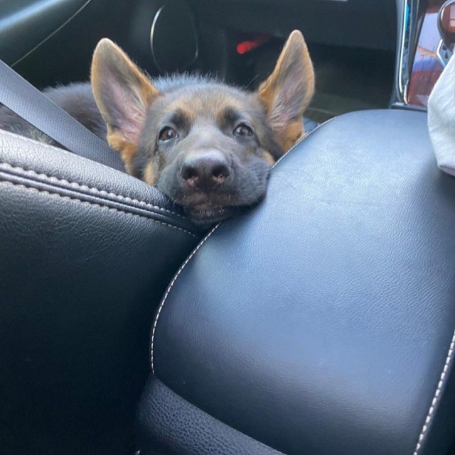 福岡県北九州市のペットサロンで犬がシャンプー中に急死したというメディアの報道を受け、全日本動物専門教育協会事実関係を調査。経営者の認定教師ライセンスの取り消し処分処分などを決めた（提供画像）