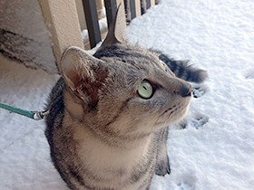 飼い主といっしょにダイエット成功！　サバトラ猫の「ミロ」