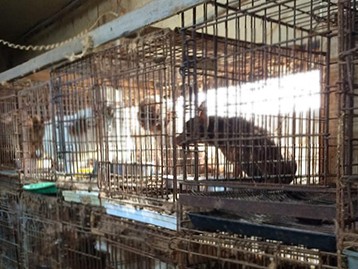 犬猫「引き取り屋」事件、不起訴は不当　検察審査会が議決