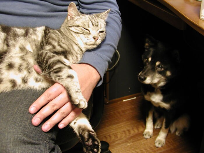 夫のひざでくつろぐクリス。足元にはネネ。この２匹は本当にお父さん大好きっ子でした