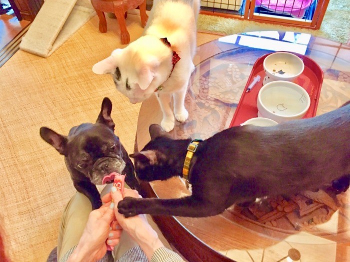 大人気のおやつにみんな夢中