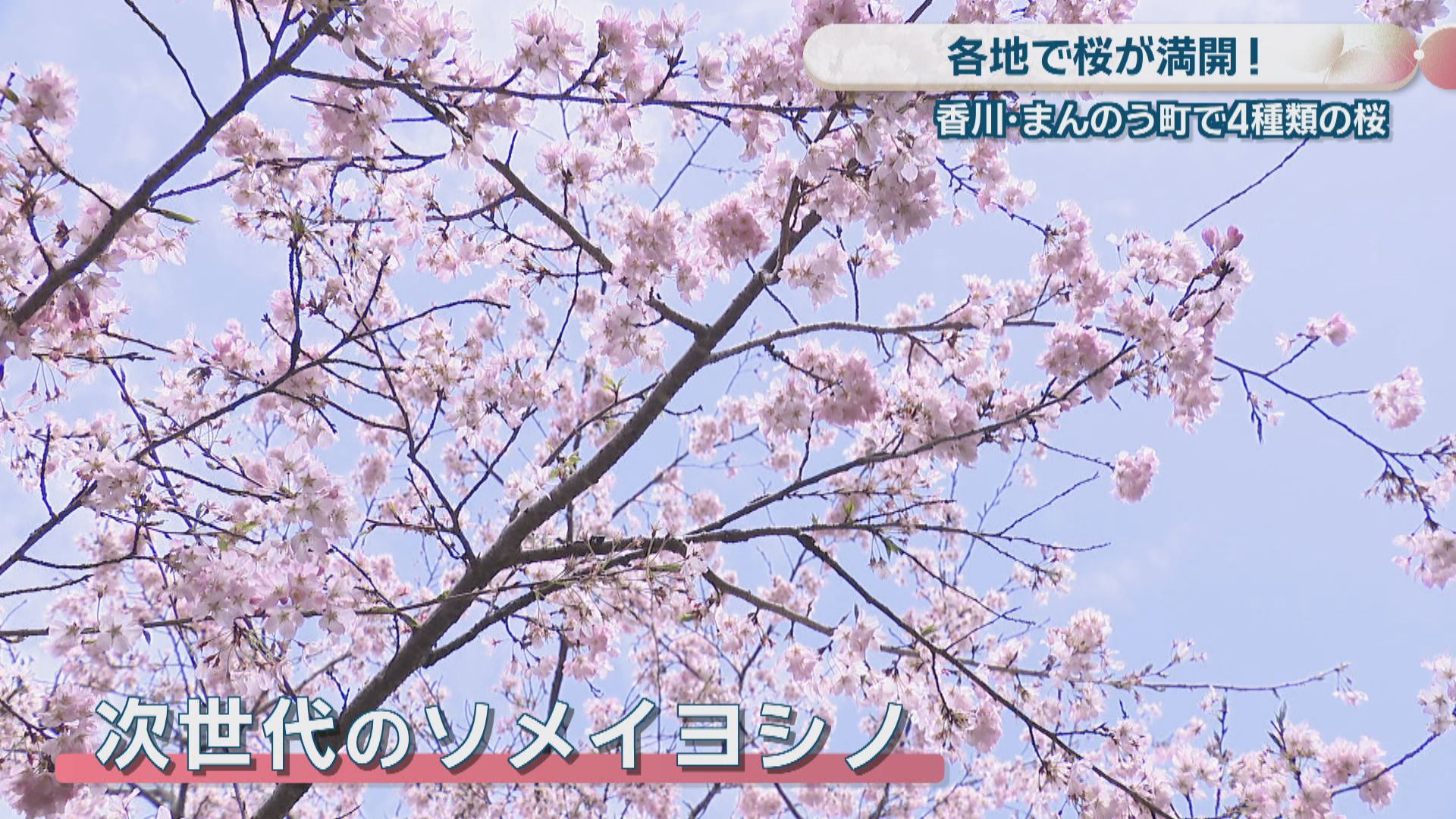 国営讃岐まんのう公園で4種類の桜が満開 注目の品種「ジンダイアケボノ