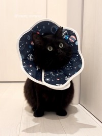 前回も話題となったエリザベスカラーをつけたもんちゃんの最新ショット（提供：もんちゃんさん）