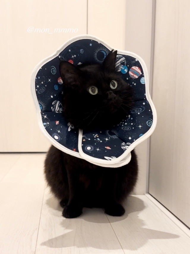 前回も話題となったエリザベスカラーをつけたもんちゃんの最新ショット（提供：もんちゃんさん）