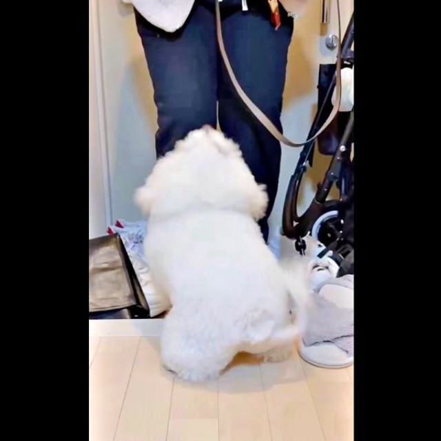 大好きな人が来た！ 大興奮するあめちゃん（画像提供：あめ チビションフリーゼさん）