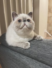 お迎え当初から、キュルキュルのお目目で甘えてくれた