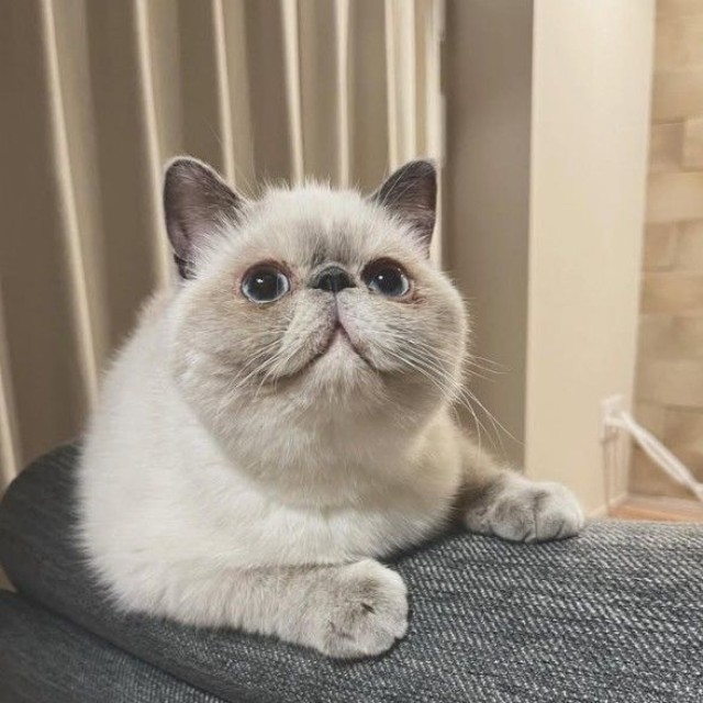 お迎え当初から、キュルキュルのお目目で甘えてくれた