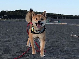 丸いお顔とアーモンドみたいな目がチャームポイント　豆柴「櫂」