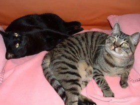 １６年一緒に暮らした愛猫と、バレンタインデーの思い出