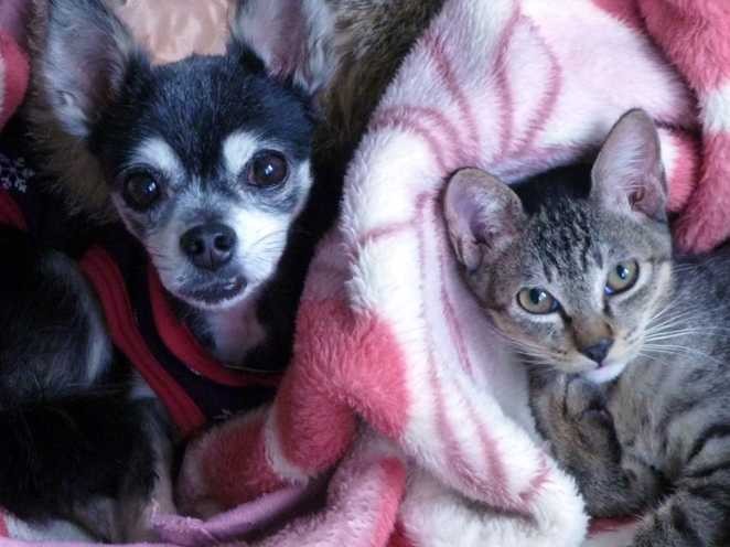 チワワのシェリに助けられた元野良猫ドンパ