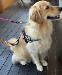 小型犬2匹に吠え立てられても、ケンカにならないよう「視線」を合わせずに耐えていた温厚なそらちゃん。えらかったね（画像提供：そら ゴールデンレトリーバーさん）