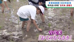 宮城・多賀城創建１３００年を記念　全小学校の５年生が古代米の田植え