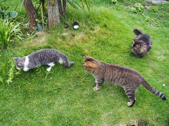 庭を探検するふっくんを、クルミくんがつきそう